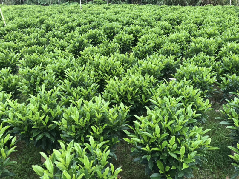 非洲茉莉大量清货出售中，40-120cm，需要的联系。