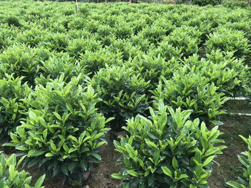非洲茉莉大量清货出售中，40-120cm，需要的联系。