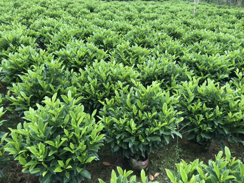 非洲茉莉大量清货出售中，40-120cm，需要的联系。