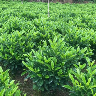 非洲茉莉大量清货出售中，40-120cm，需要的联系。