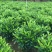 非洲茉莉大量清货出售中，40-120cm，需要的联系。