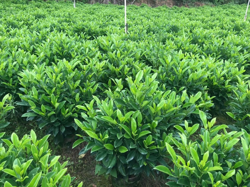 非洲茉莉大量清货出售中，40-120cm，需要的联系。