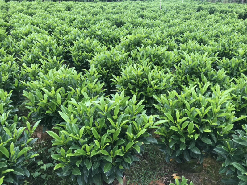 非洲茉莉大量清货出售中，40-120cm，需要的联系。