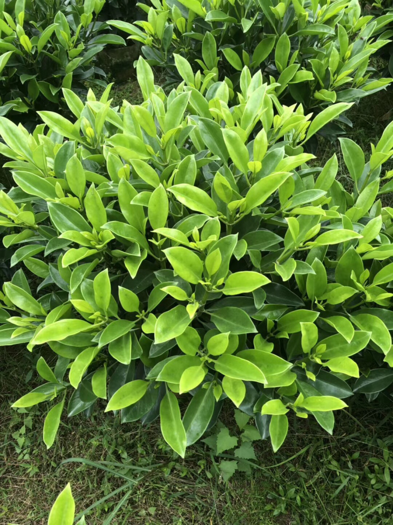 非洲茉莉大量清货出售中，40-120cm，需要的联系。