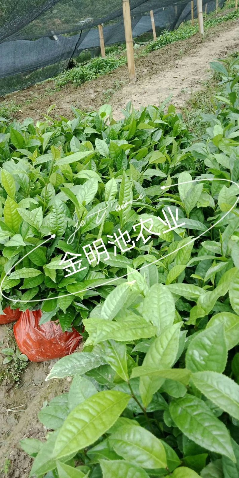云南大叶种茶树苗勐库大叶种茶树苗无肥培育基地直销
