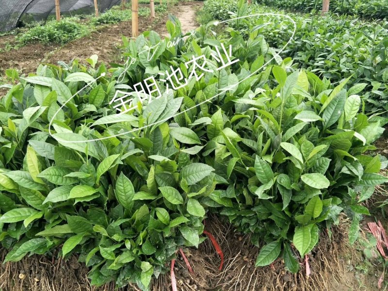 云南大叶种茶树苗勐库大叶种茶树苗无肥培育基地直销