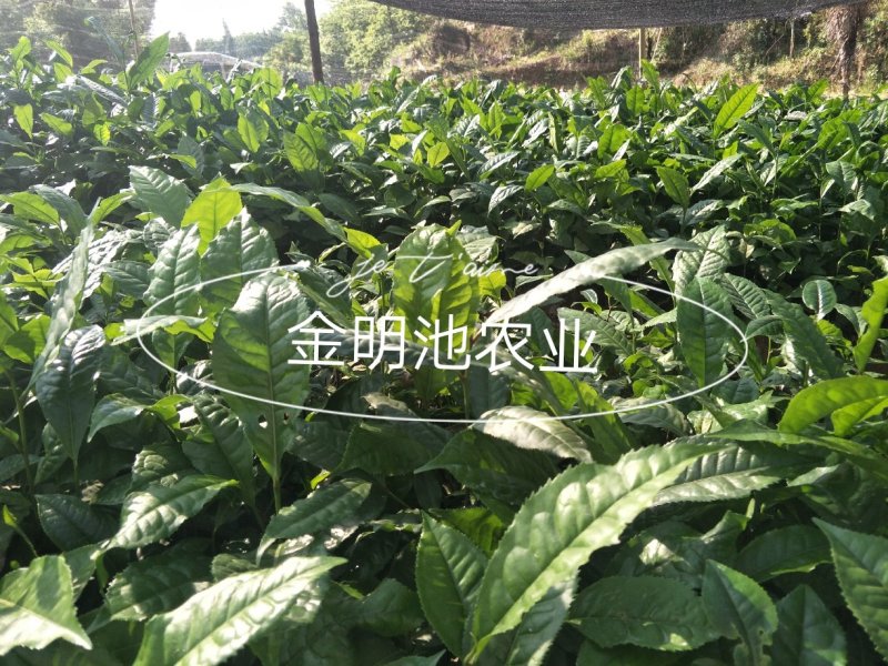 云南大叶种茶树苗勐库大叶种茶树苗无肥培育基地直销