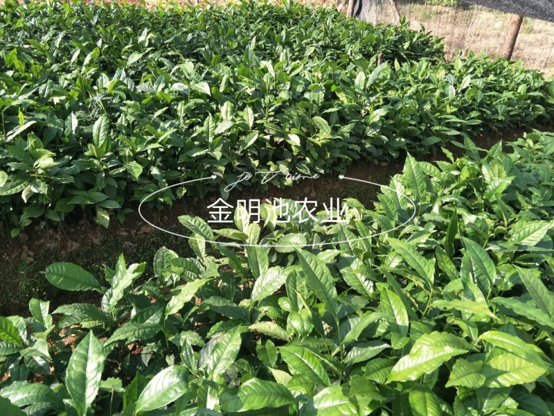 云南大叶种茶树苗勐库大叶种茶树苗无肥培育基地直销