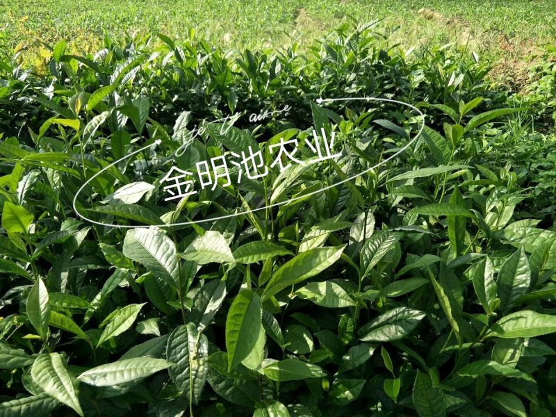 云南大叶种茶树苗勐库大叶种茶树苗无肥培育基地直销