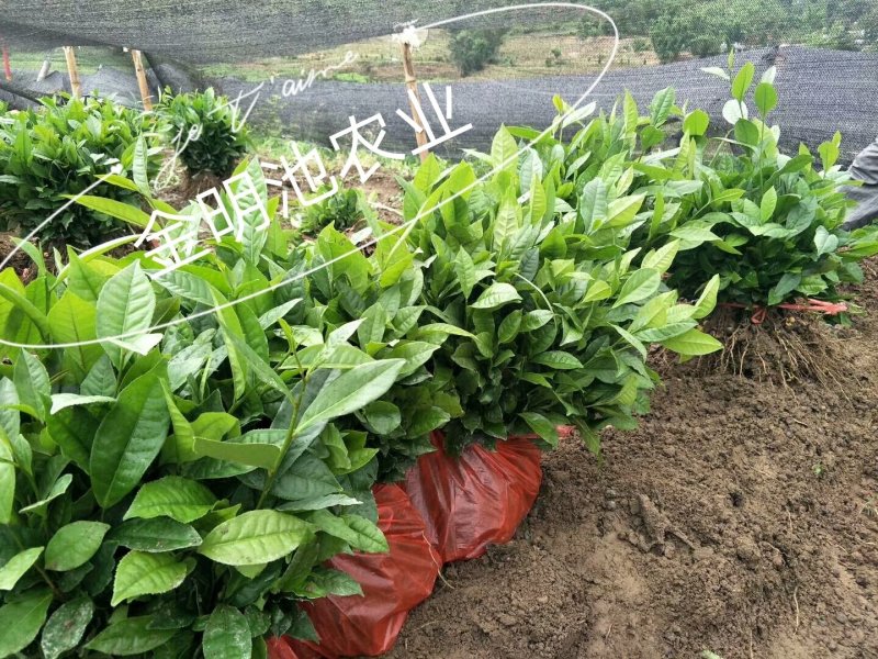 云南大叶种茶树苗勐库大叶种茶树苗无肥培育基地直销
