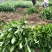 云南大叶种茶树苗勐库大叶种茶树苗无肥培育基地直销