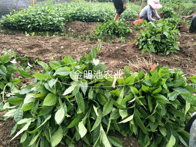 云南大叶种茶树苗勐库大叶种茶树苗无肥培育基地直销