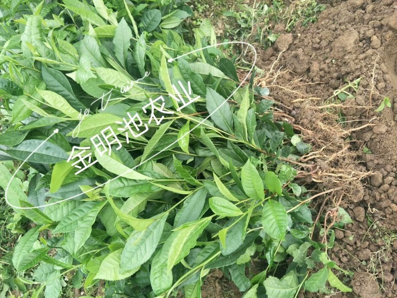 云南大叶种茶树苗勐库大叶种茶树苗无肥培育基地直销