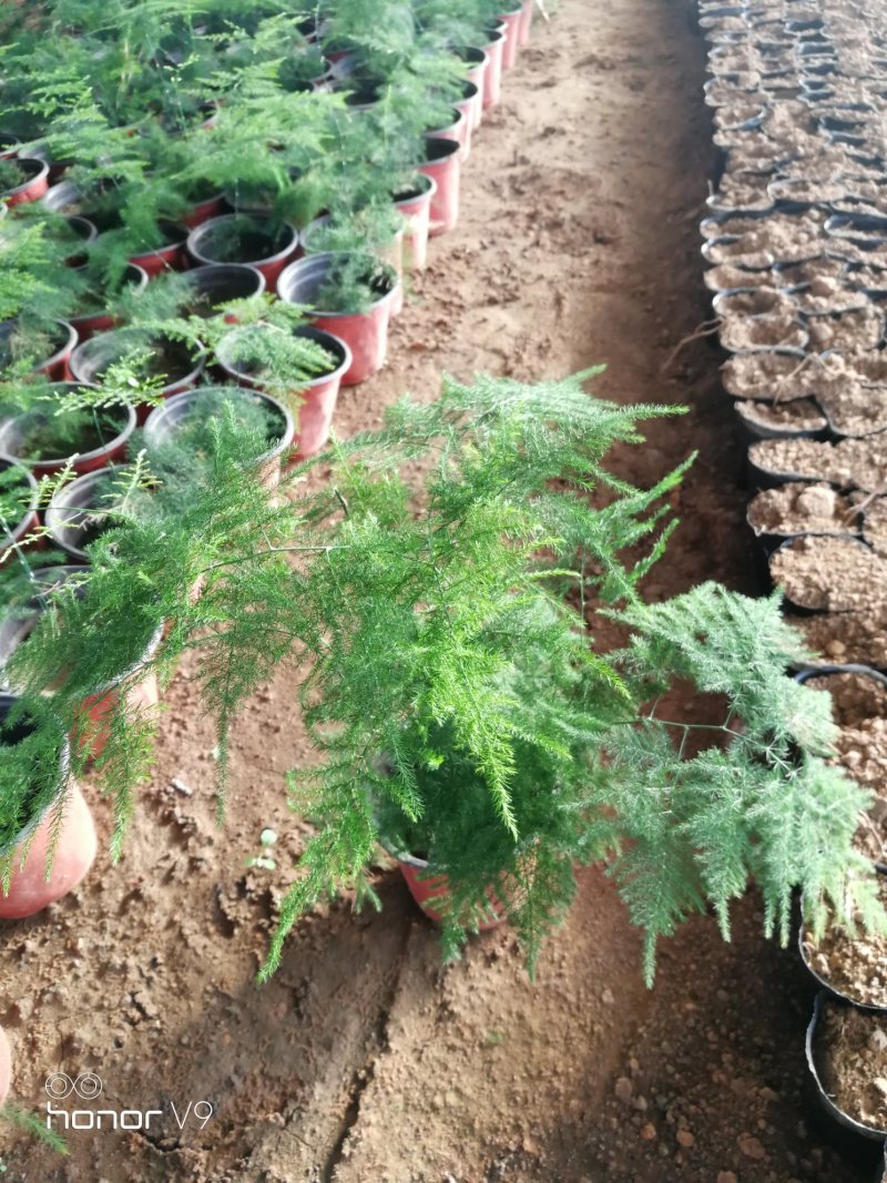 文竹，观叶植物优质双色盆文竹，常年供应质优价廉