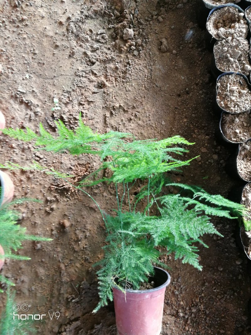 文竹，观叶植物优质双色盆文竹，常年供应质优价廉