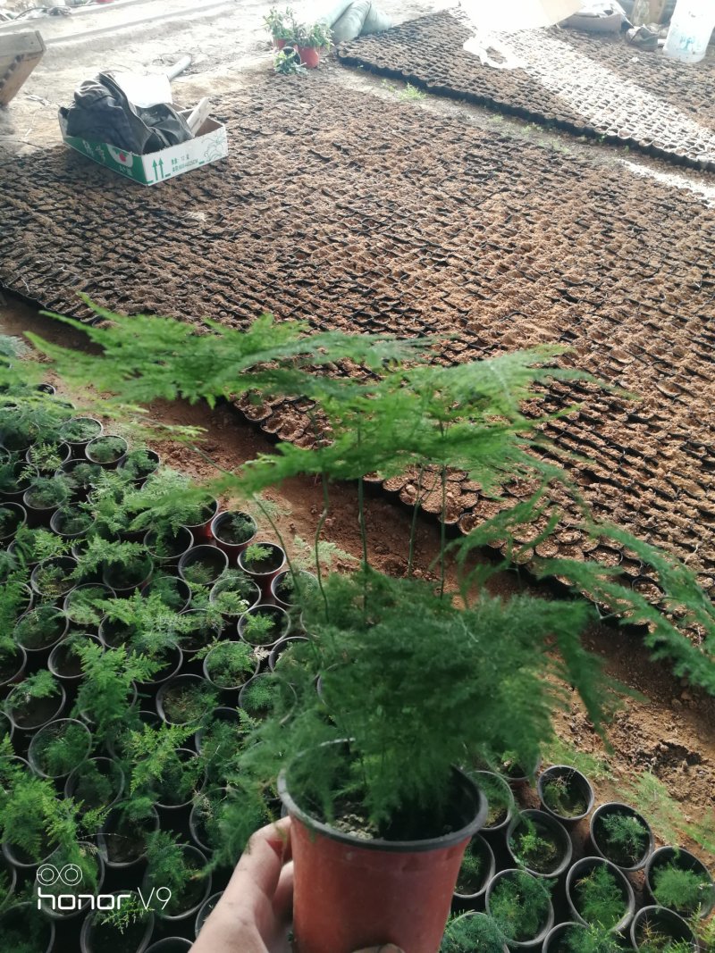 文竹，观叶植物优质双色盆文竹，常年供应质优价廉