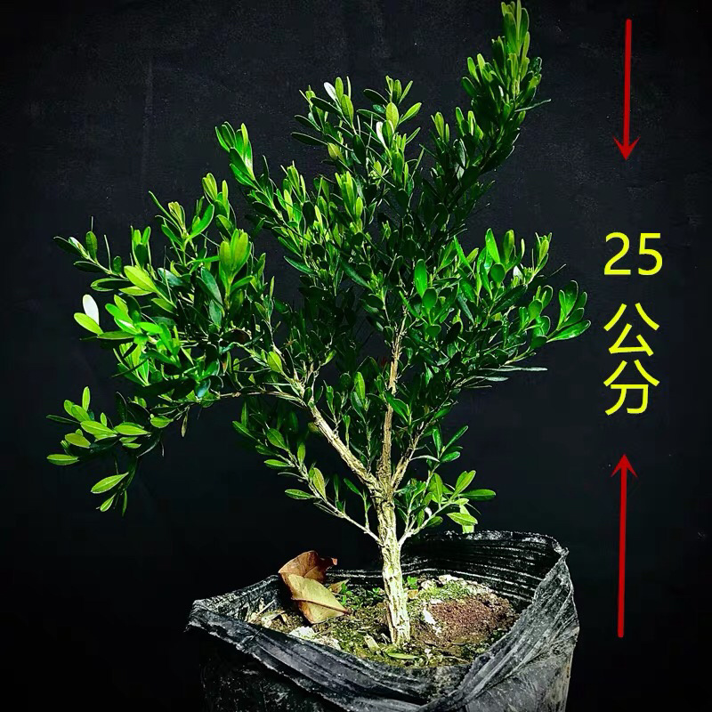 雀舌黄杨小叶黄杨苗高档造型名贵盆景树苗盆景小苗