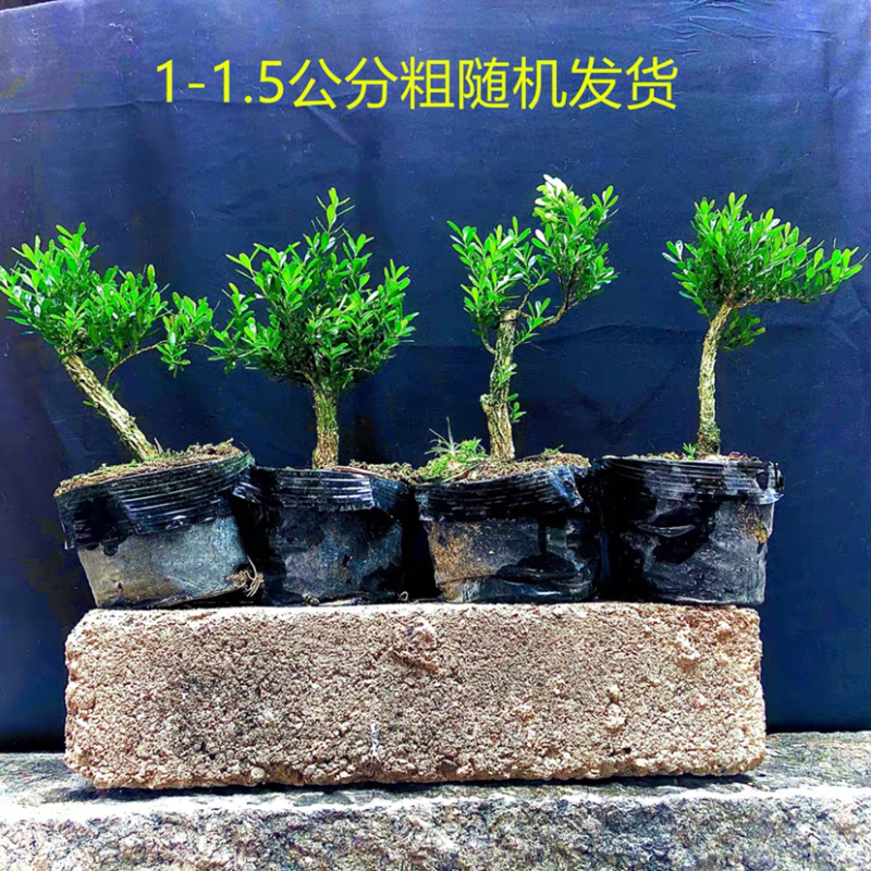 雀舌黄杨小叶黄杨苗高档造型名贵盆景树苗盆景小苗