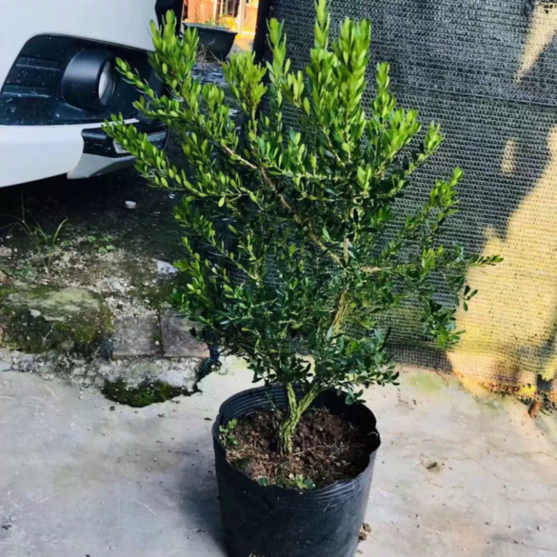 雀舌黄杨小叶黄杨苗高档造型名贵盆景树苗