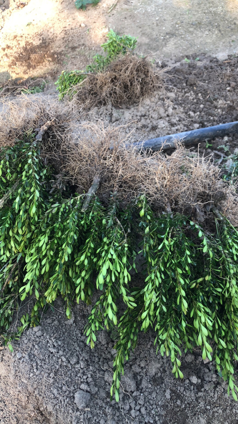 雀舌黄杨小叶黄杨苗高档造型名贵盆景树苗盆景小苗