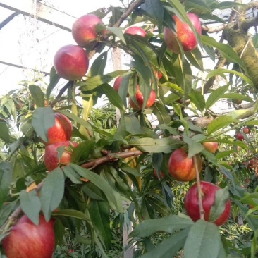 砀山设施大棚油桃即将大量上市