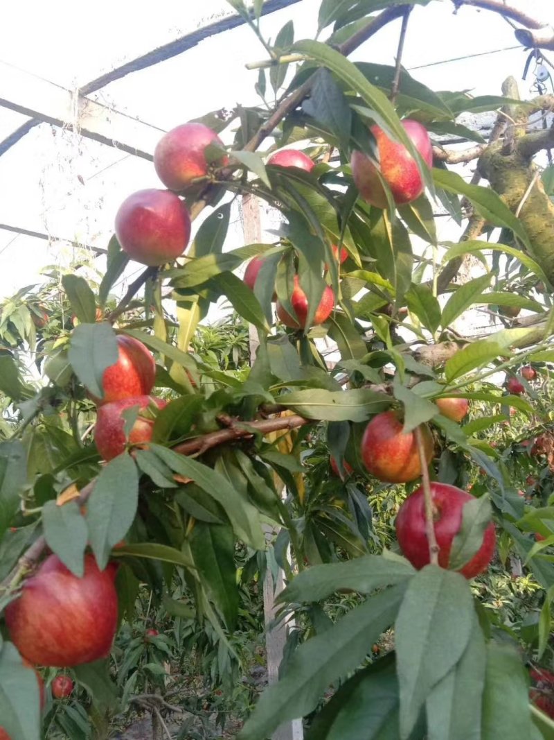 砀山设施大棚油桃即将大量上市