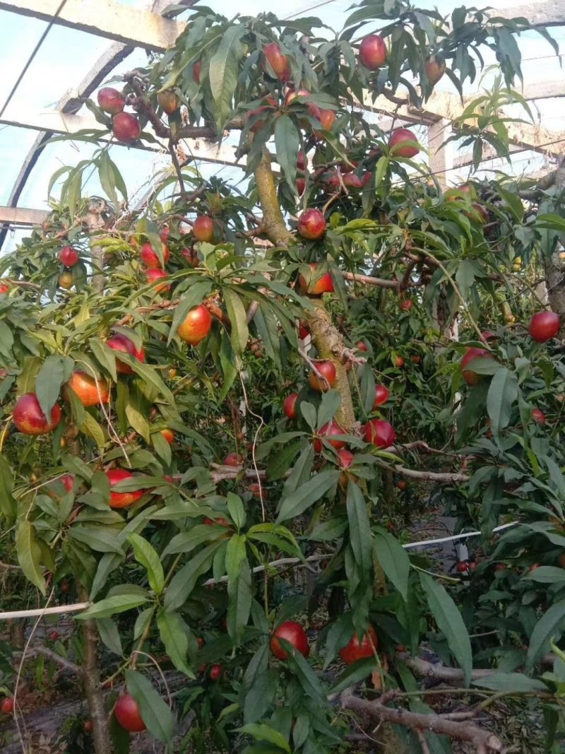 砀山设施大棚油桃即将大量上市