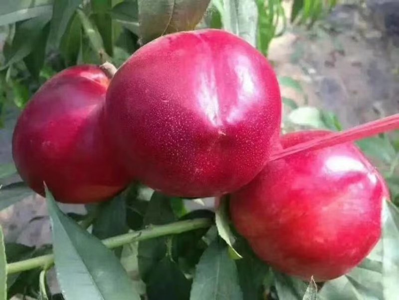 砀山设施大棚油桃即将大量上市