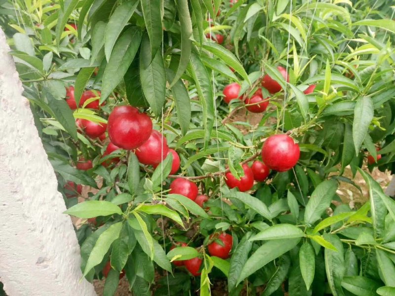砀山设施大棚油桃即将大量上市