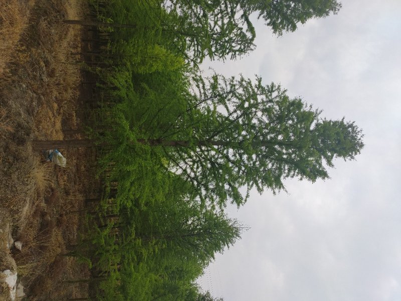15公分中山杉价格，一棵15公分中山杉批发，苗圃数量大。