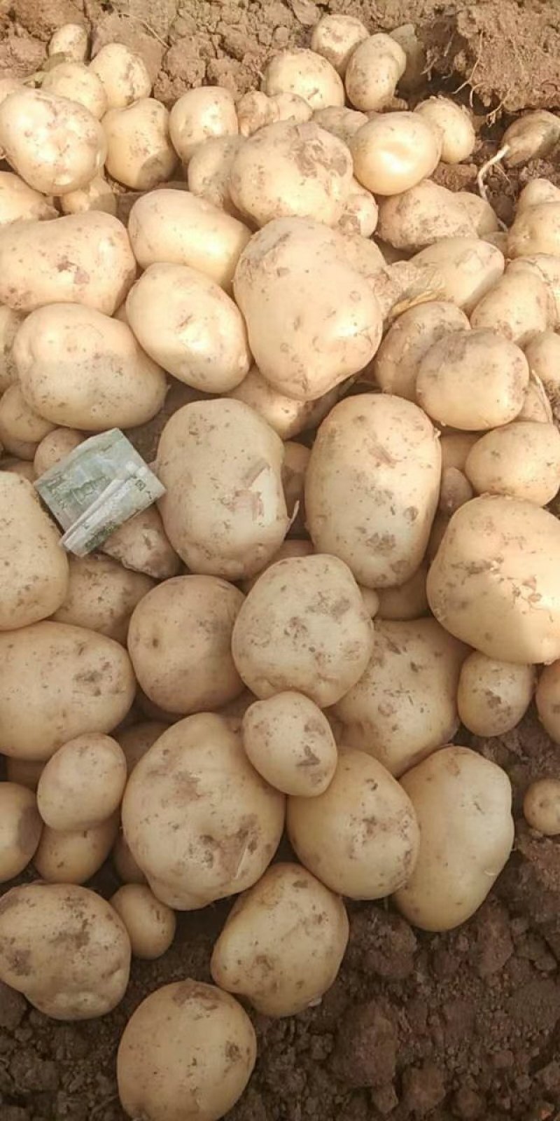 土豆量大，品种全，市场，工厂，电商大量供应