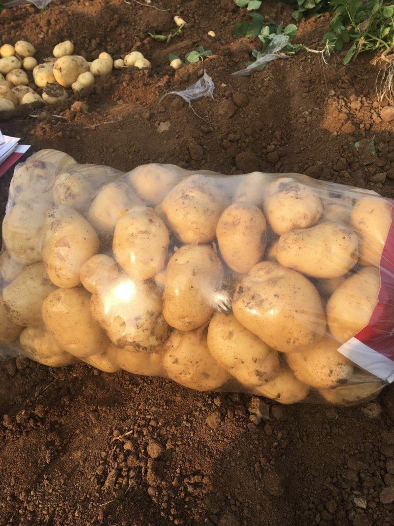 土豆量大，品种全，市场，工厂，电商大量供应