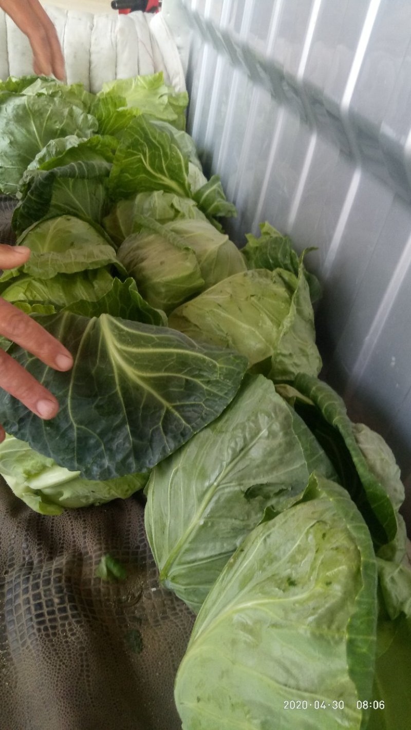 石家庄老王疏菜批发甘蓝1～2公斤，可视频看货。