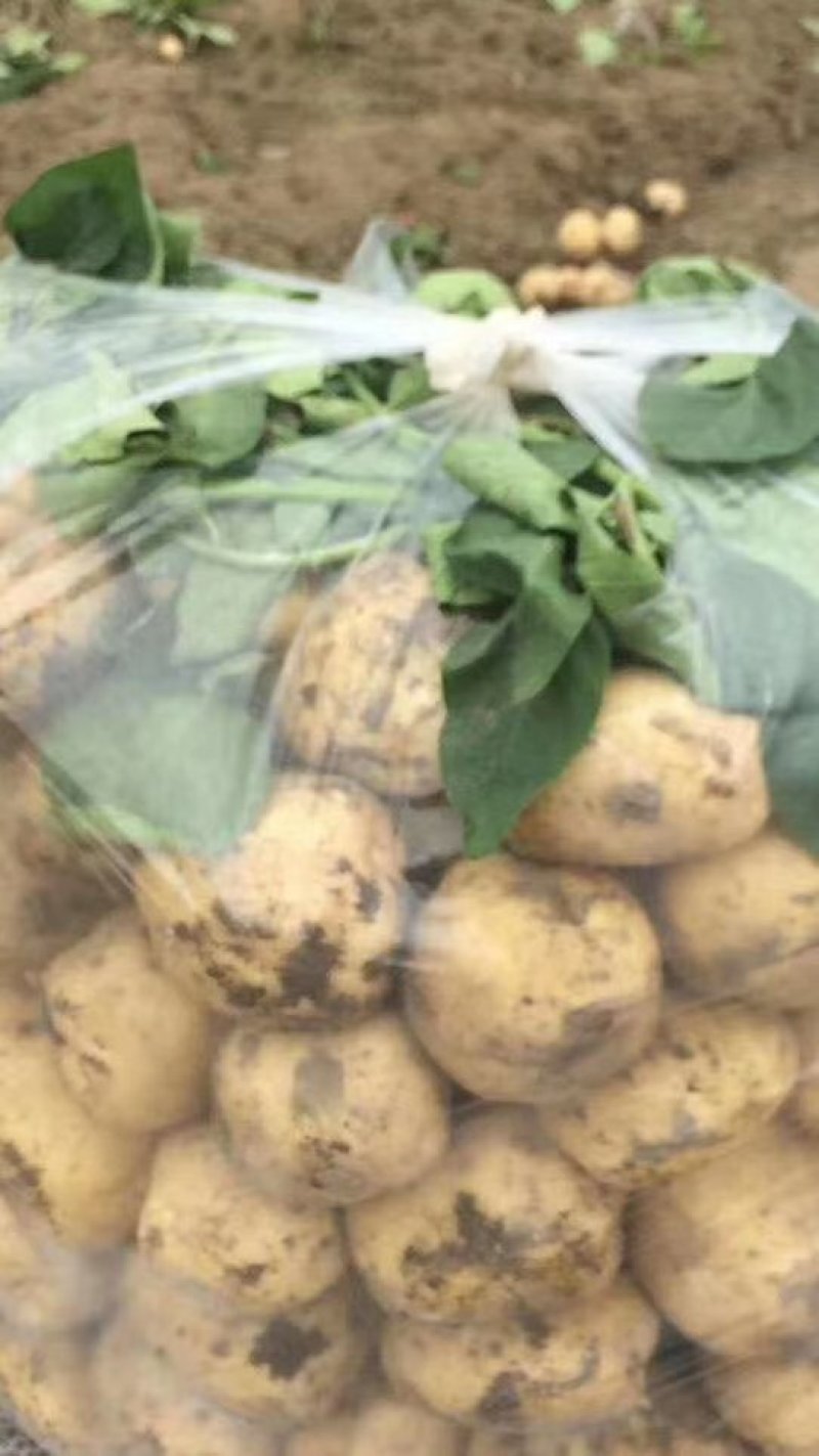 土豆量大，品种全，市场，工厂，电商大量供应