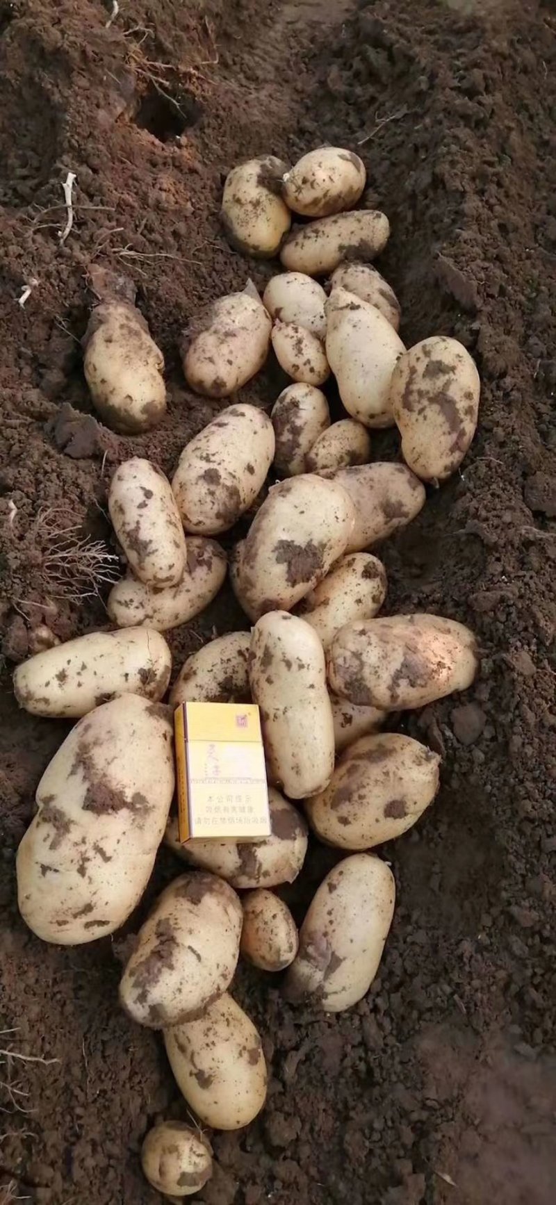 土豆量大，品种全，市场，工厂，电商大量供应