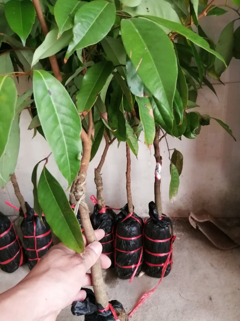 无核荔枝苗口感清甜人见人爱