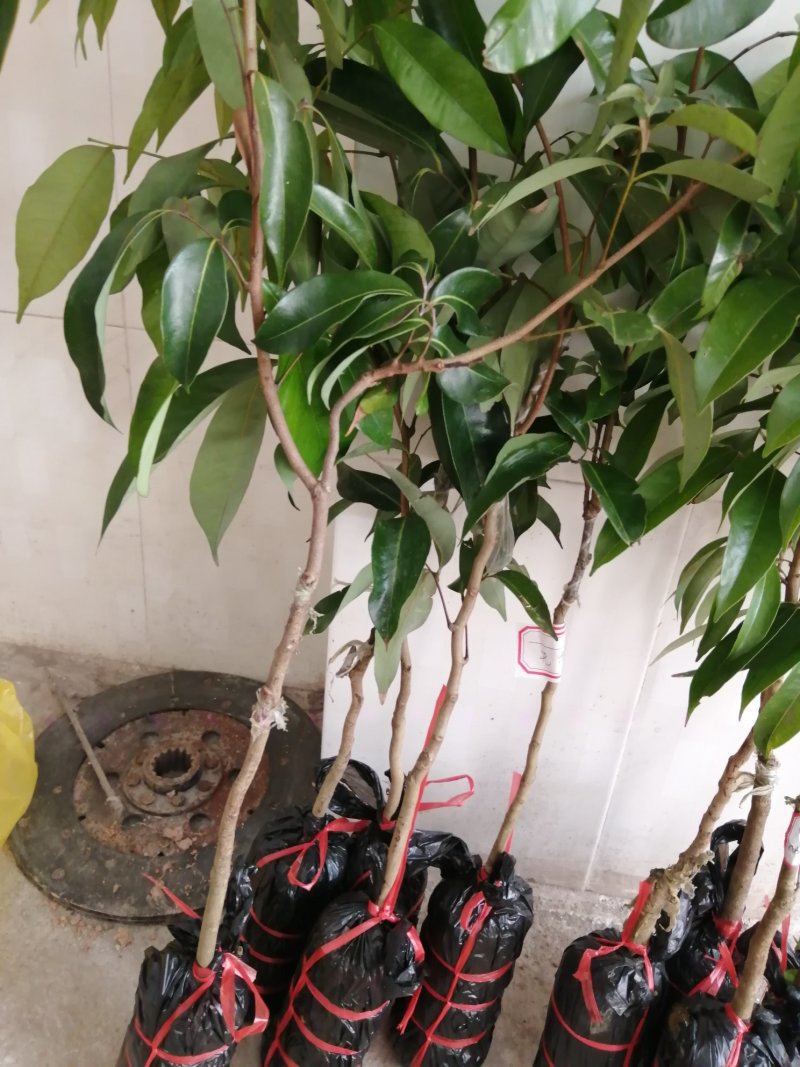 无核荔枝苗口感清甜人见人爱