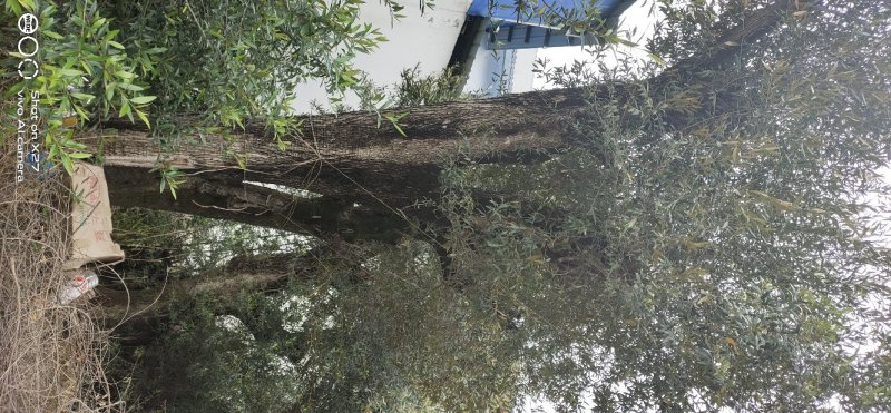 木樨榄