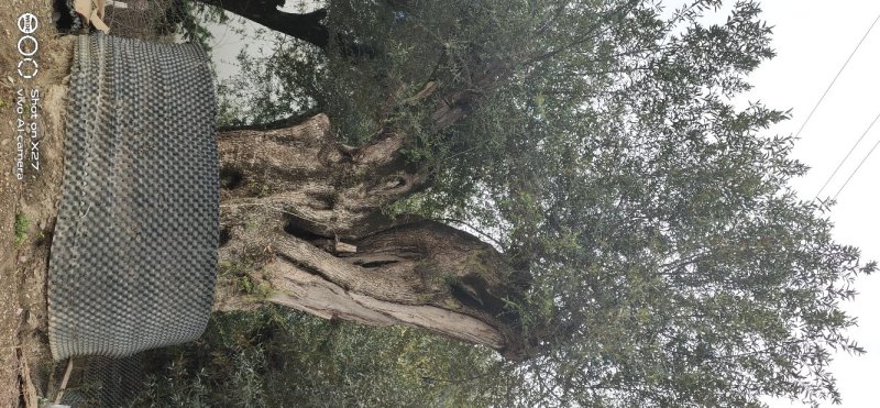 木樨榄