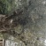 木樨榄