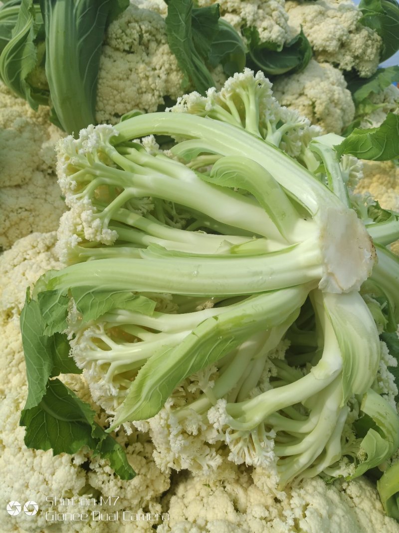 有机花菜，青梗半散，小米粒表面平整