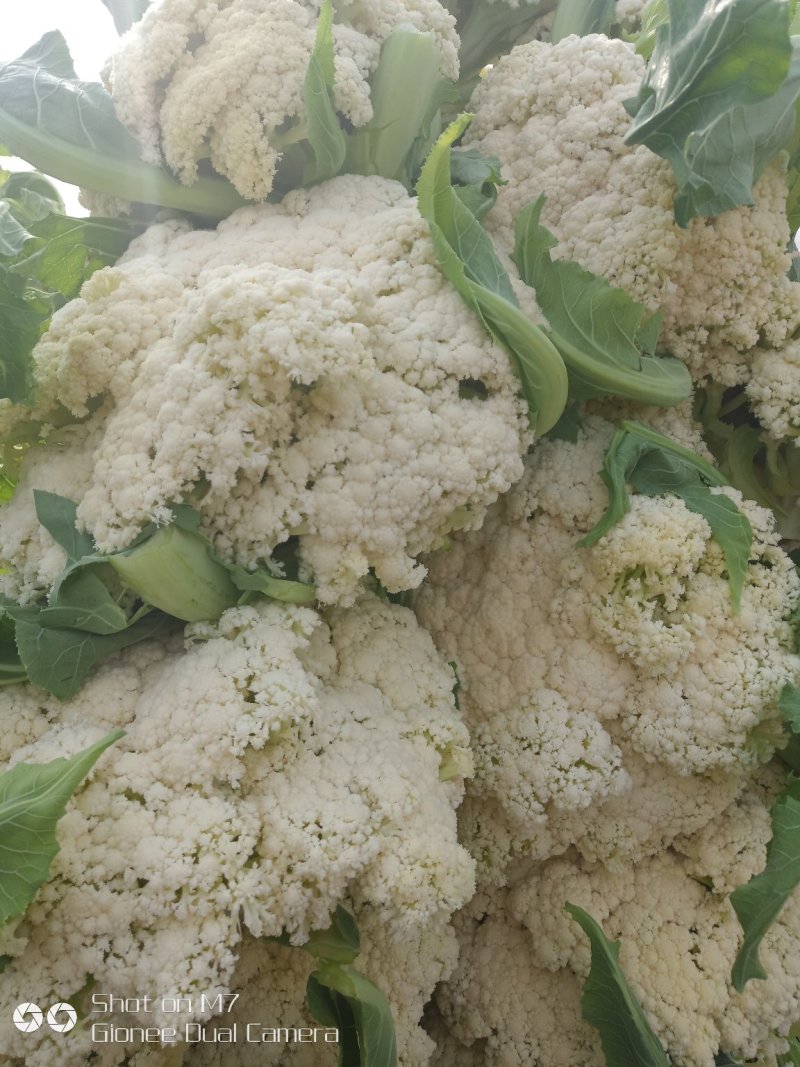有机花菜，青梗半散，小米粒表面平整
