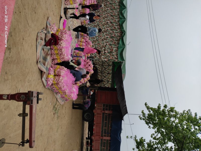 【实力热卖】淮阳紫皮大蒜产地直发保质保量一条龙服务
