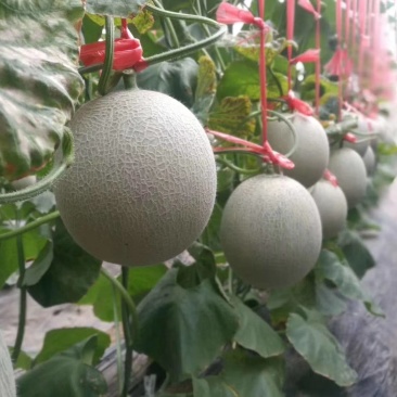 网纹香瓜鲁厚甜