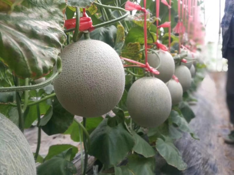 网纹香瓜鲁厚甜