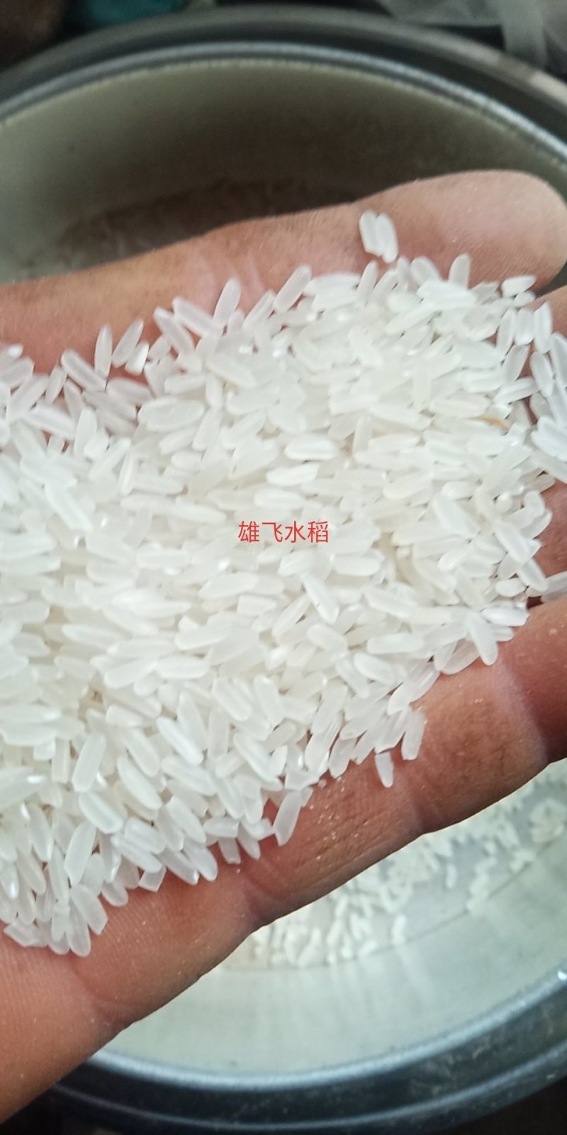 晚稻谷虾田丰优鑫优2号稻谷虾田稻晚虾田谷