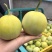 【供应社区团购】马连庄甜宝甜瓜香甜暴汁18斤香蕉箱装整车