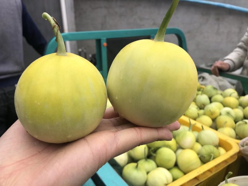 【供应社区团购】马连庄甜宝甜瓜香甜暴汁18斤香蕉箱装整车