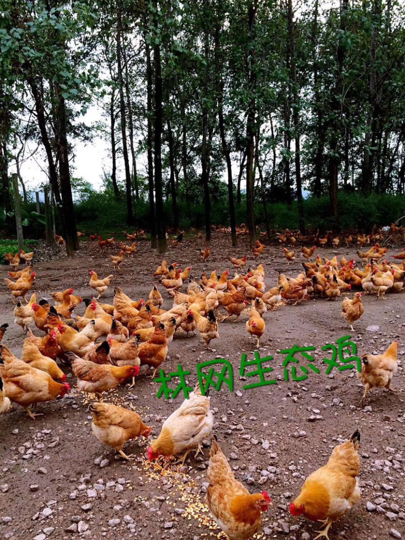 皖南土鸡开卖