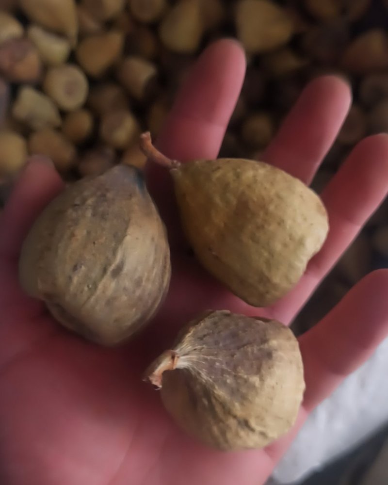 奶母果各种规格专业经营中药批发